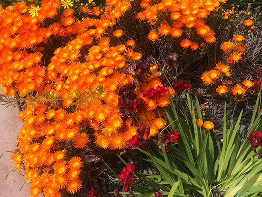 Flowers in the yard Flowers in the yard